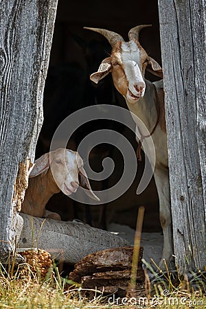 Nubian goats hide in the shadow and interested looking to us Stock Photo