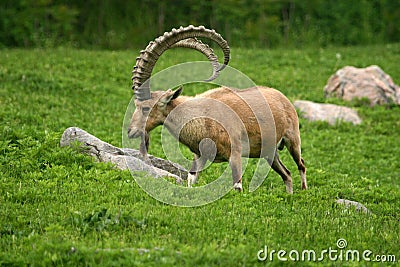 Nubian ibex Stock Photo