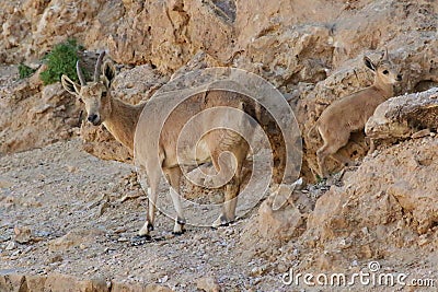 Nubian ibex Capra nubiana calf and mother Stock Photo