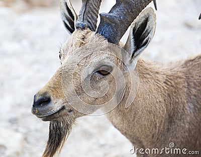 Nubian ibex (Capra Nubiana). Ramon Crater. Negev desert. Israel Stock Photo