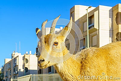 Nubian Ibex in the urban area of Mitzpe Ramon town Editorial Stock Photo