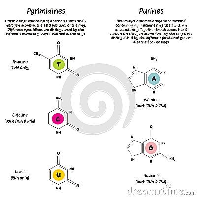 Pyrimidines and Purines nucleotide diagram chemical structure Cartoon Illustration