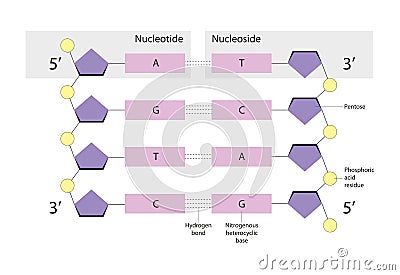 Nucleotides are organic molecules. Nucleosides are glycosylamines Stock Photo