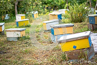 Nucleus hives placed in the garden, fostering the development of new bee populations during the summer. Stock Photo