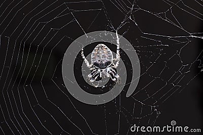 Nuctenea umbratica, the walnut orb-weaver spider creating trap Stock Photo