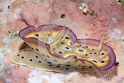 Nudibranch Stock Photo