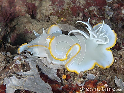 Nudibranch Ardeadoris egretta Stock Photo