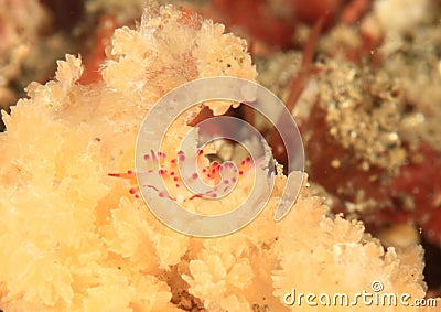 Nudibranch flabellina rubrolieata Stock Photo