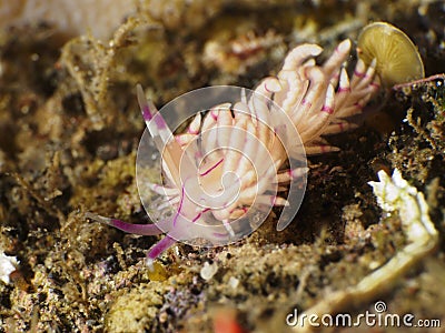Nudibranch Flabellina sp. Stock Photo