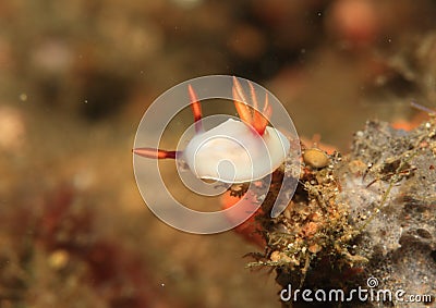 Nudibranch - Hypselodoris bullockii Stock Photo
