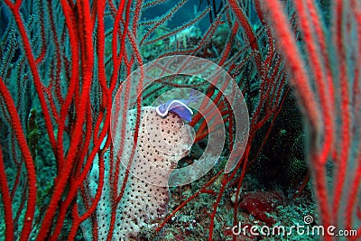 Nudibranch Hypselodoris Purple Underwater 2 Stock Photo