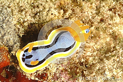 Nudibranch, Kapalai Island, Sabah Stock Photo