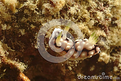 Nudibranch, Kapalai Island, Sabah Stock Photo