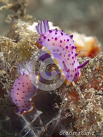 Nudibranch mexichromis macropus Stock Photo