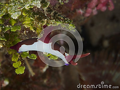 Nudibranch Nembrotha rutilans Stock Photo