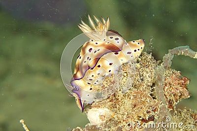 Nudibranch risbecia tryoni Stock Photo