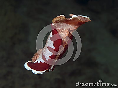 Nudibranch Spanish Dancer Stock Photo
