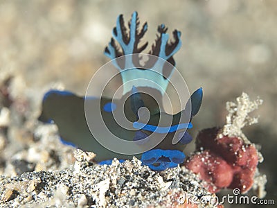 Nudibranch tambja morosa Stock Photo