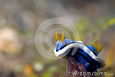 Nudibranche Indonesia Sulawesi Stock Photo