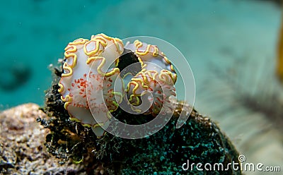 Nudibranchs with yellow frill on the Cayo Largo reef Stock Photo