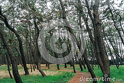 Numazu Senbon Pine Grove green forest trail in Shizuoka, Japan Stock Photo