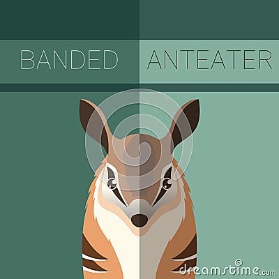 Numbat flat postcard Vector Illustration