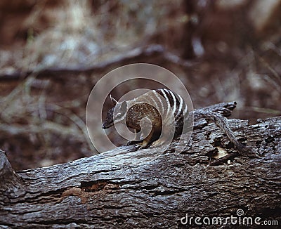 Numbat, Myrmecobius fasciatus, is a very rare marsupials, Australia Stock Photo
