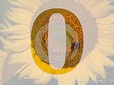 number 0 of the alphabet made with a sunflower Stock Photo