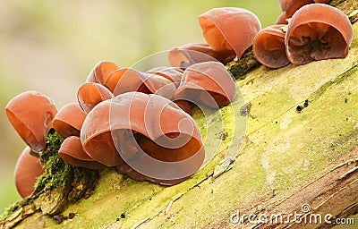 A number of Jew`s Ear Fungi Auricularia auricula-judae growing on a tree. Stock Photo