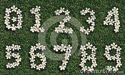 Number white tropical flowers on green grass Stock Photo