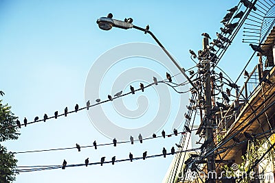 Numerous birds on electrical wire Stock Photo