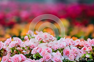 Numerous bright flowers of tuberous begonias Stock Photo