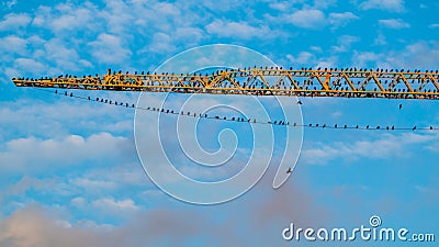 Numerous flock of starlings on the crane girder Stock Photo
