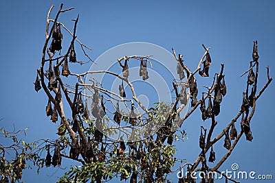 Numerous Huge Bats Hanging from Tree Stock Photo