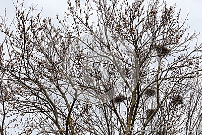 Numerous nests of crows on tall trees against cloudy sky Stock Photo