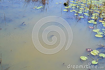 Numerous water beetles along water surface along hiking trail at Presqu'ile Stock Photo