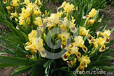 Numerous yellow and brown flowers of bearded iris Stock Photo