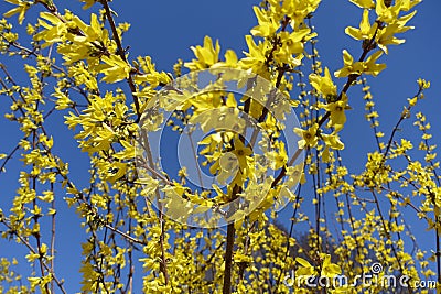 Numerous yellow flowers on branches of forsythia against blue sky Stock Photo