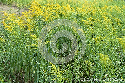 Numerous yellow flowers of Solidago canadensis in summer Stock Photo