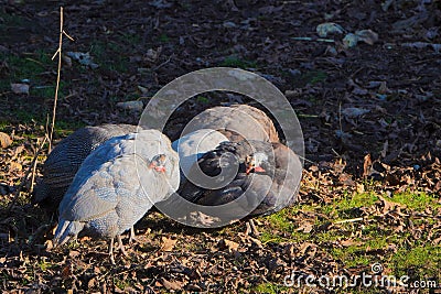 Numididae or Guineafowl. Stock Photo