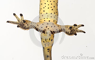 Nuptial pads on legs of adult eastern newt Stock Photo