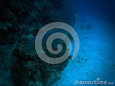 Nurse shark, Belize Stock Photo