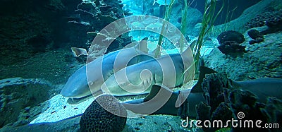 nurse shark in an aquarium Stock Photo