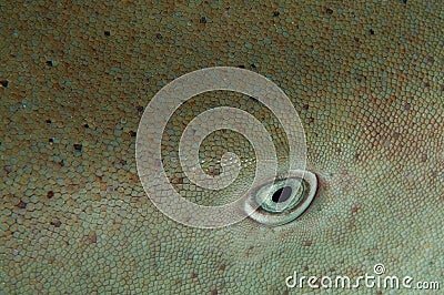 A nurse shark eye Ginglymostoma cirratum. The dermal scales are clearly visible Stock Photo