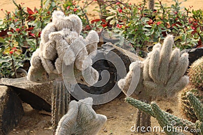 Group of hairy spiny old man cactus. Stock Photo