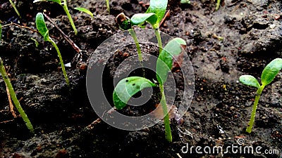 Nursery of vegetable seed plants Stock Photo