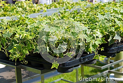 Nursery plants ivy Hedera helix Stock Photo