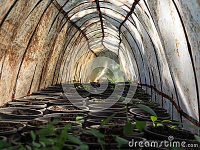 Nursery plants Stock Photo