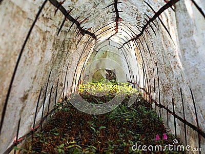 Nursery plants Stock Photo