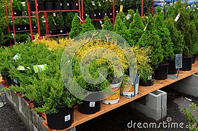 Nursery Plants Editorial Stock Photo